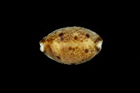 藏品(山貓寶螺)的圖片